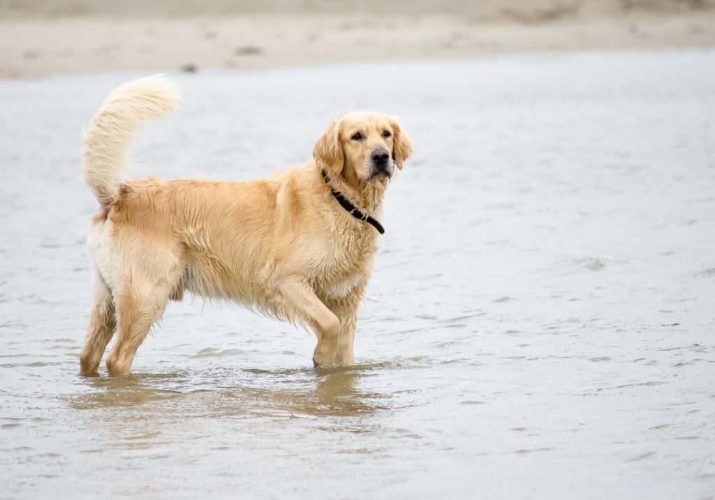 Vakantie in Zoutelande met de hond